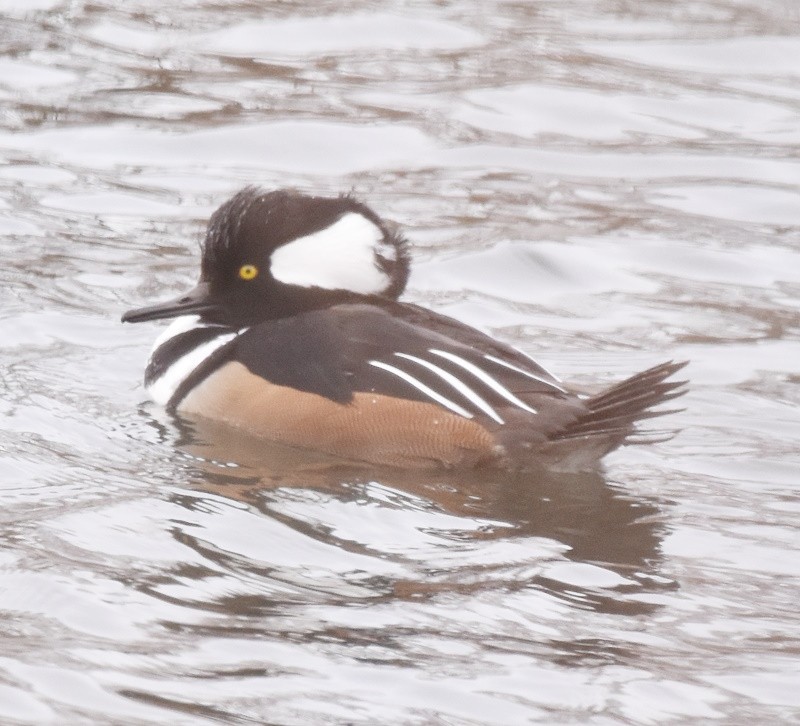 Hooded Merganser - ML646651485