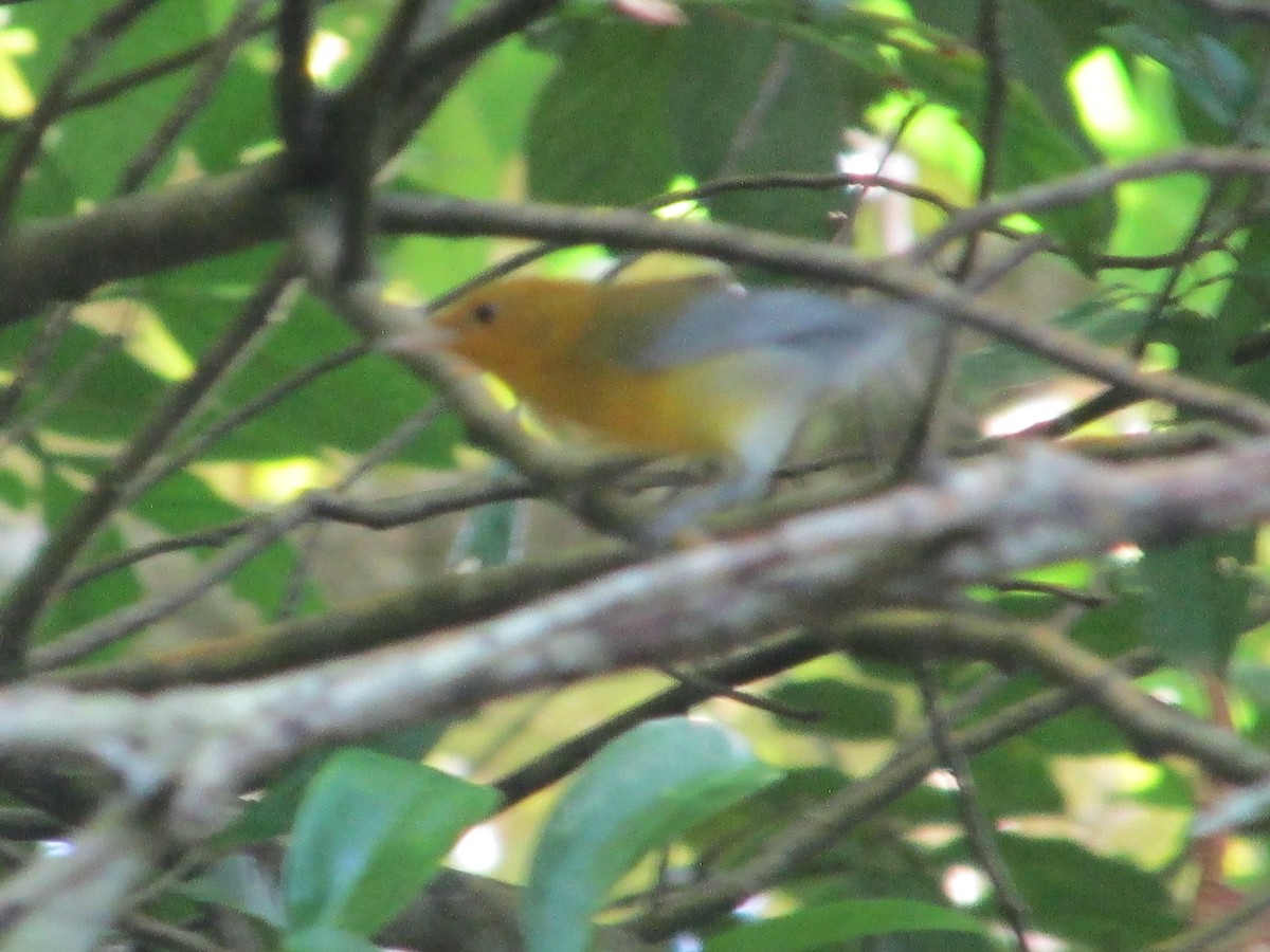 Prothonotary Warbler - ML646651489