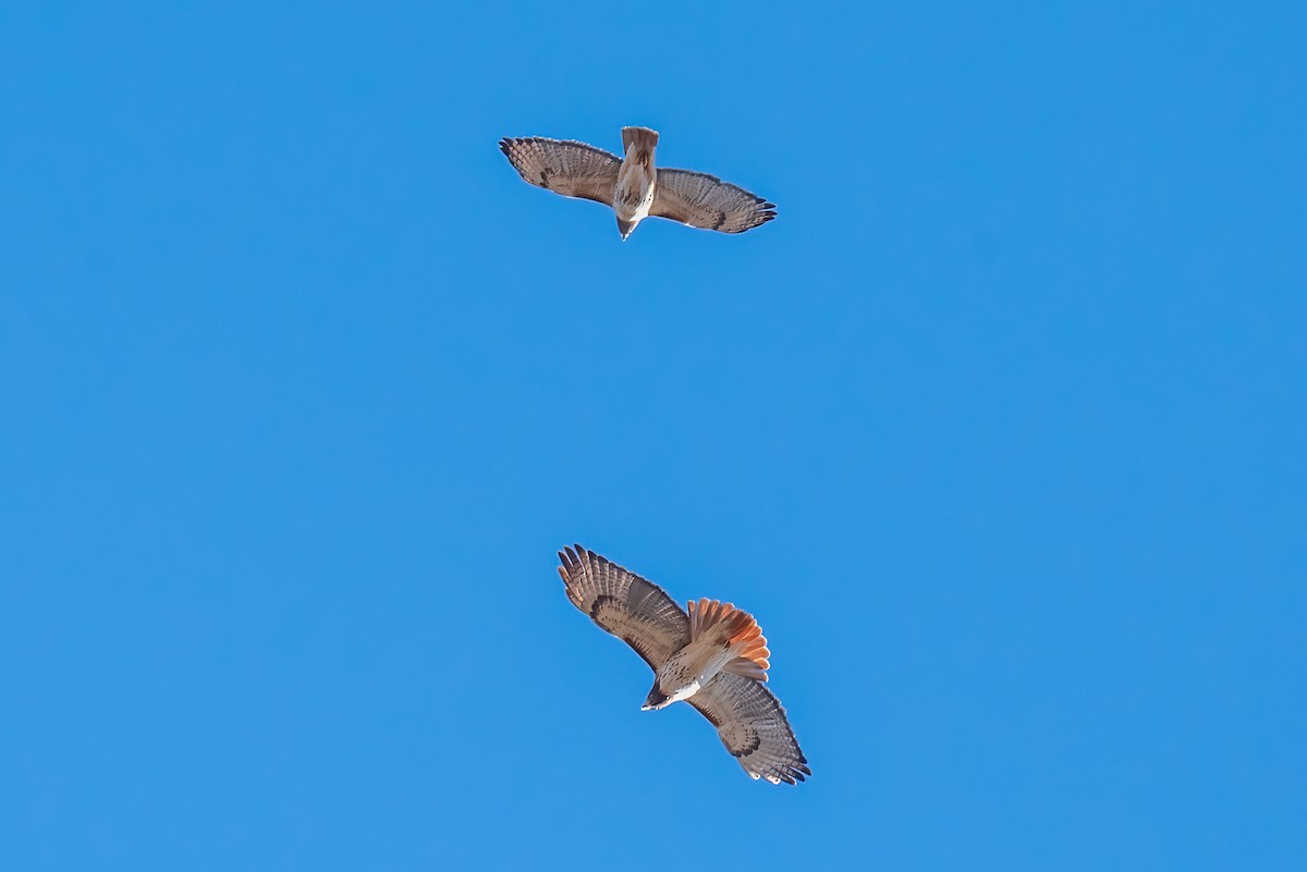 Краснохвостый канюк - ML646651490