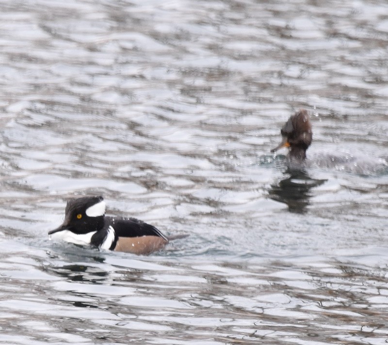 Hooded Merganser - ML646651491