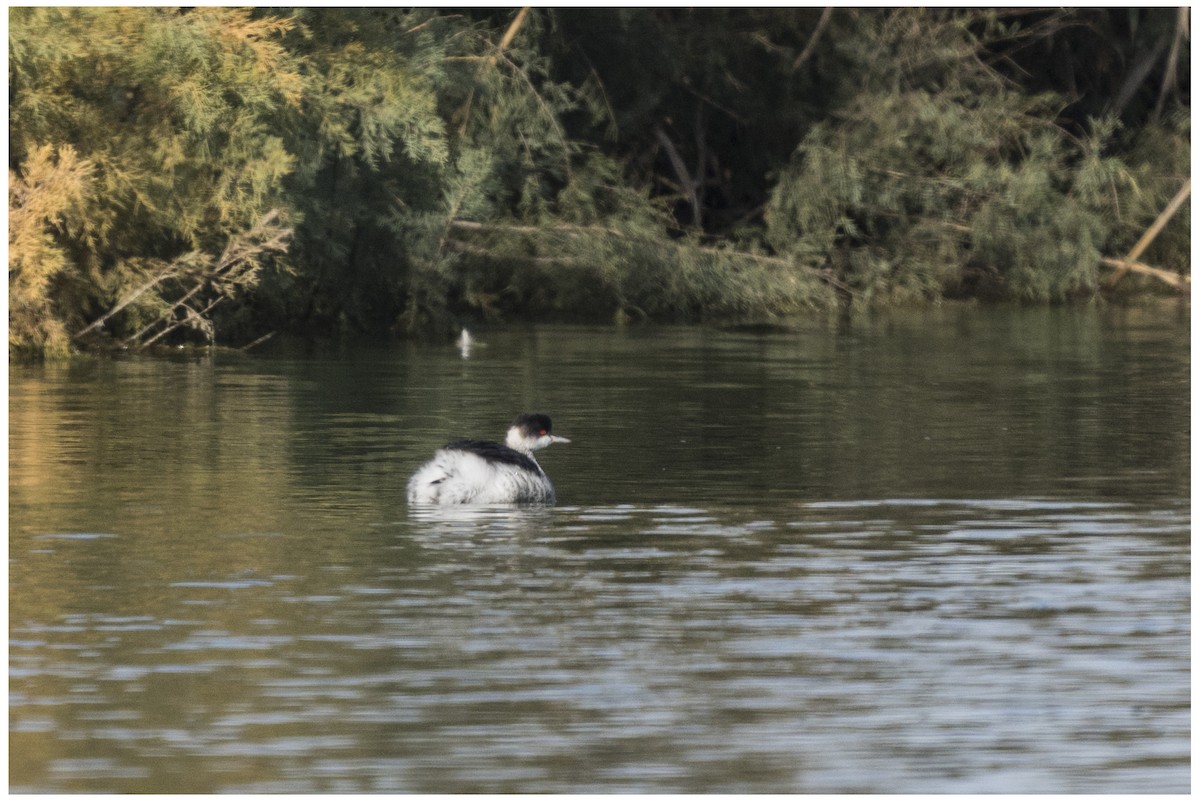 Grèbe à cou noir - ML646651493