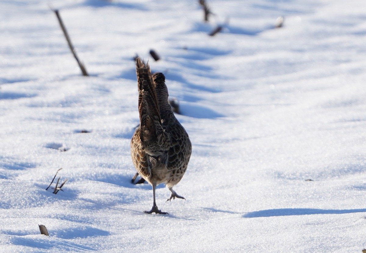 Ring-necked Pheasant - ML646651495