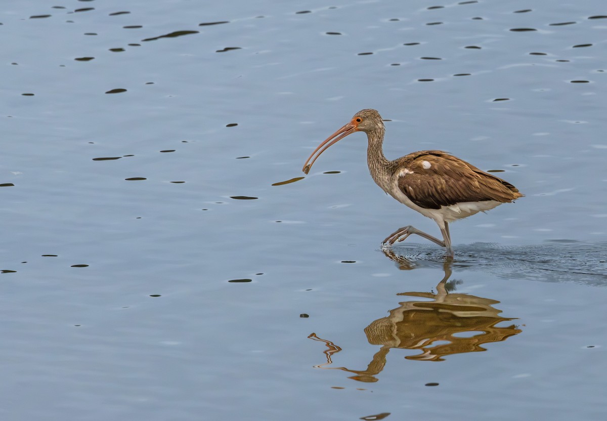 White Ibis - ML646651498