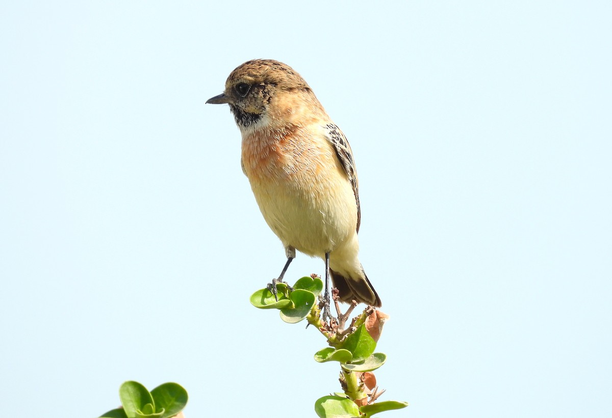 Siberian Stonechat - ML646651499