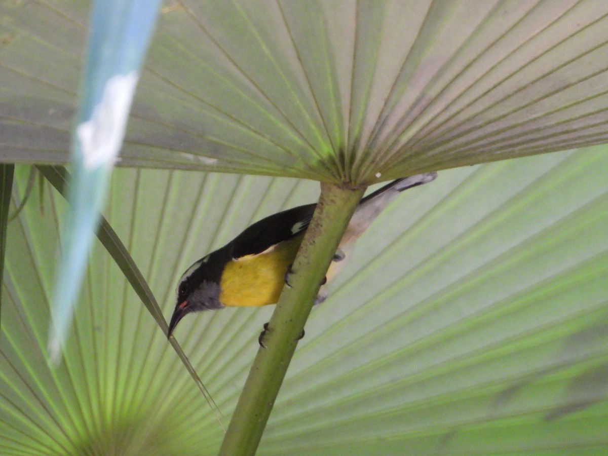 Bananaquit - ML646651501