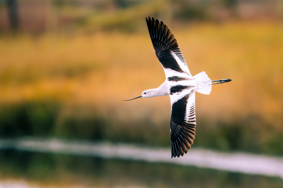 American Avocet - ML646651504