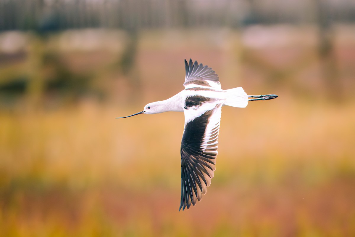 American Avocet - ML646651505