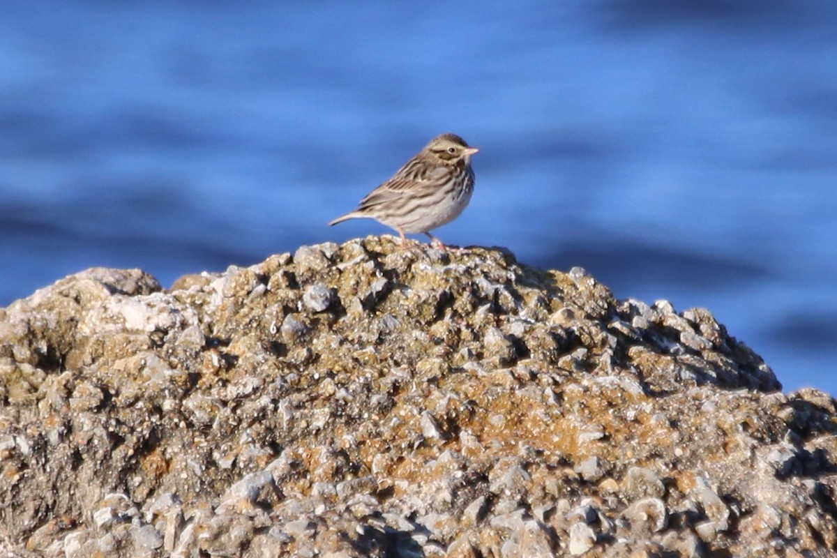 גיבתונית ערבות - ML646651509