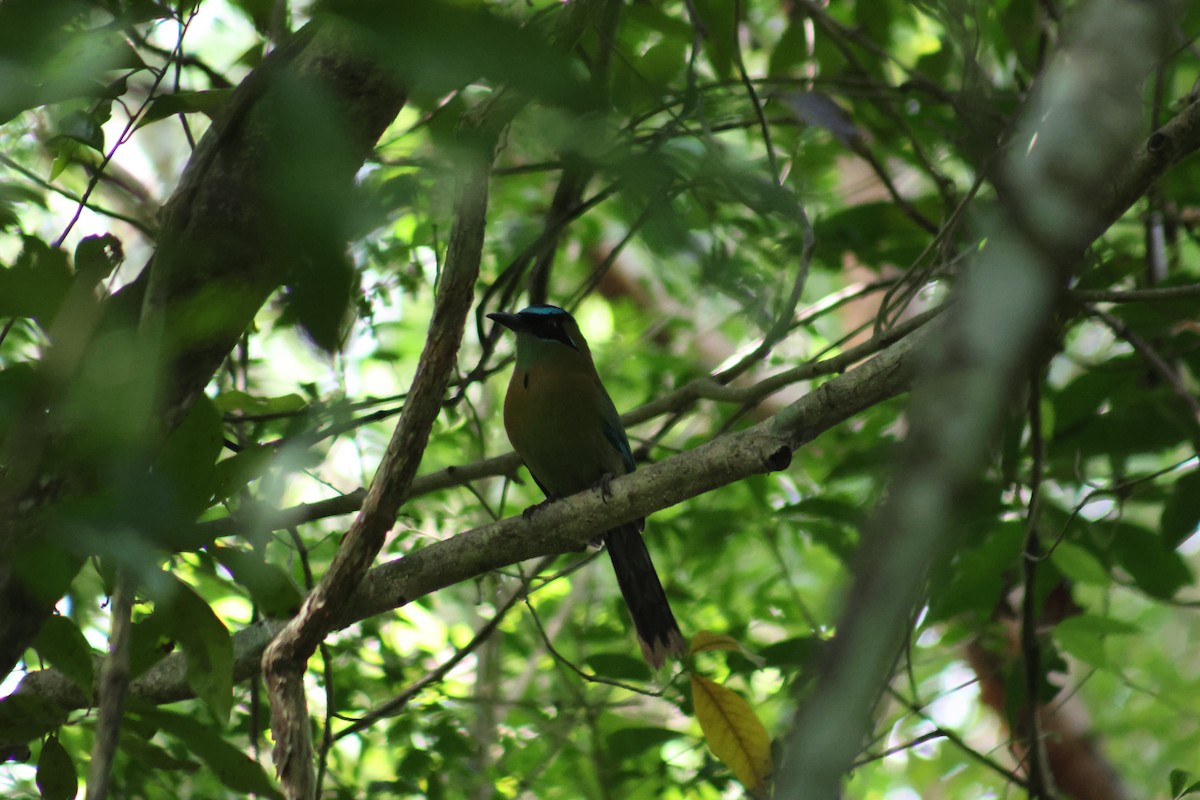 Lesson's Motmot - ML646651511