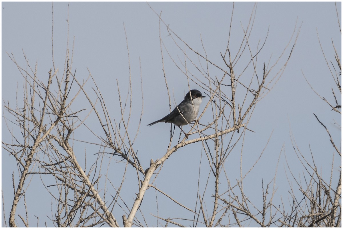 Txinbo burubeltza - ML646651512