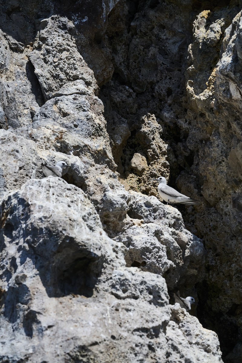 Серая кланяющаяся крачка - ML646651514