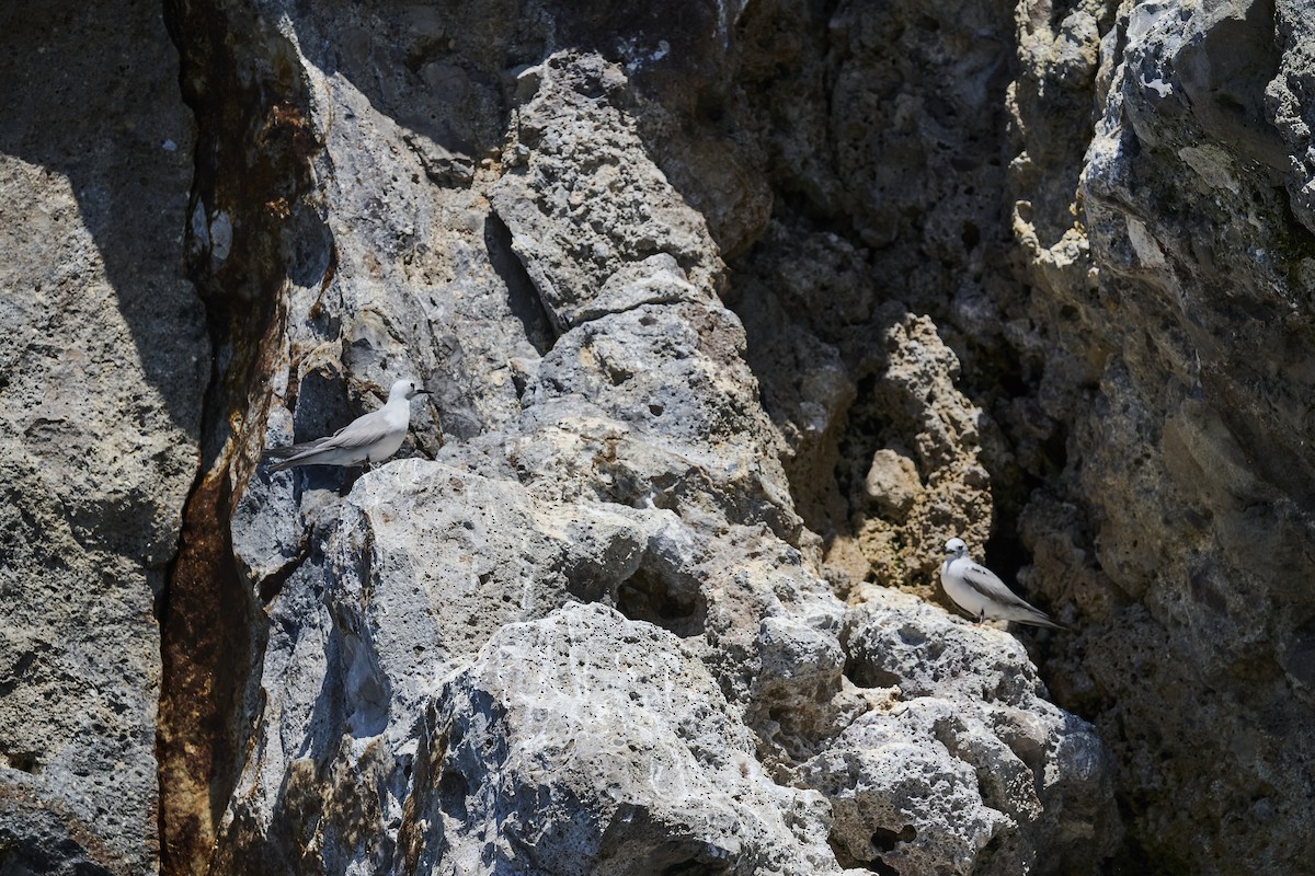 Серая кланяющаяся крачка - ML646651515