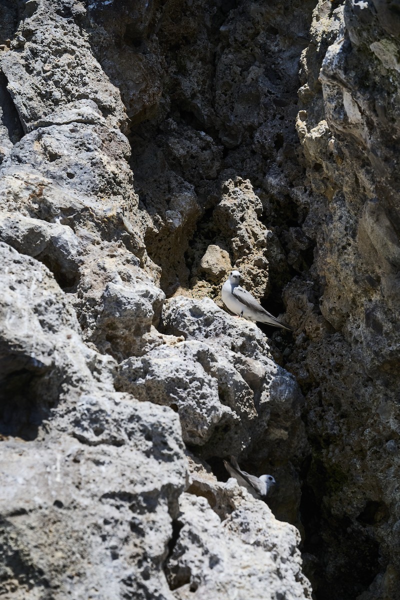 Серая кланяющаяся крачка - ML646651516