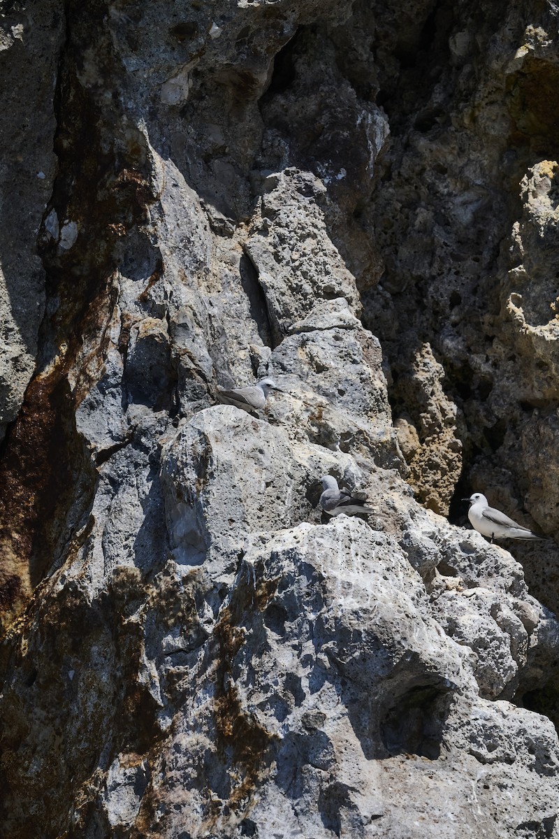 Серая кланяющаяся крачка - ML646651518