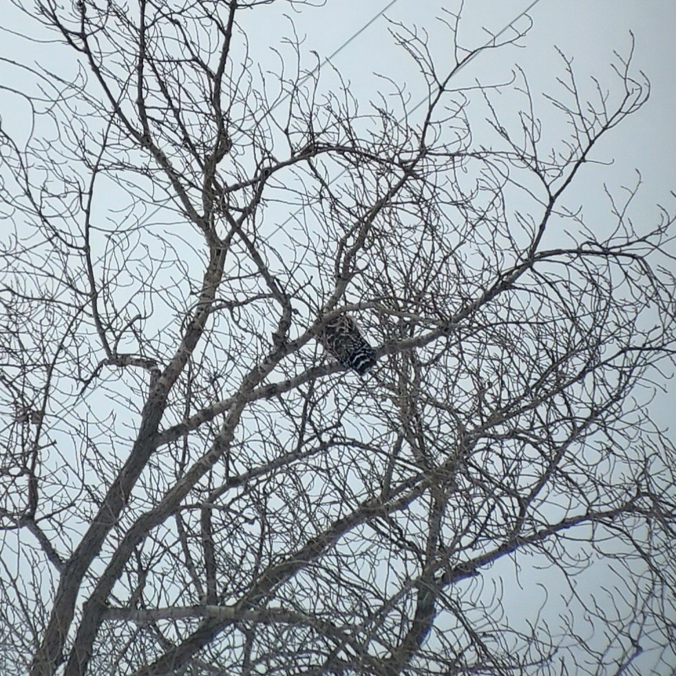 Red-shouldered Hawk - ML646651519