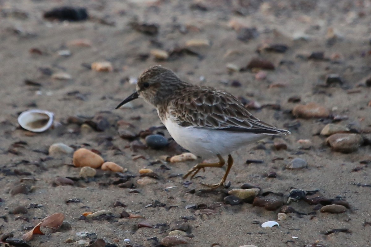 חופית זעירה - ML646651520