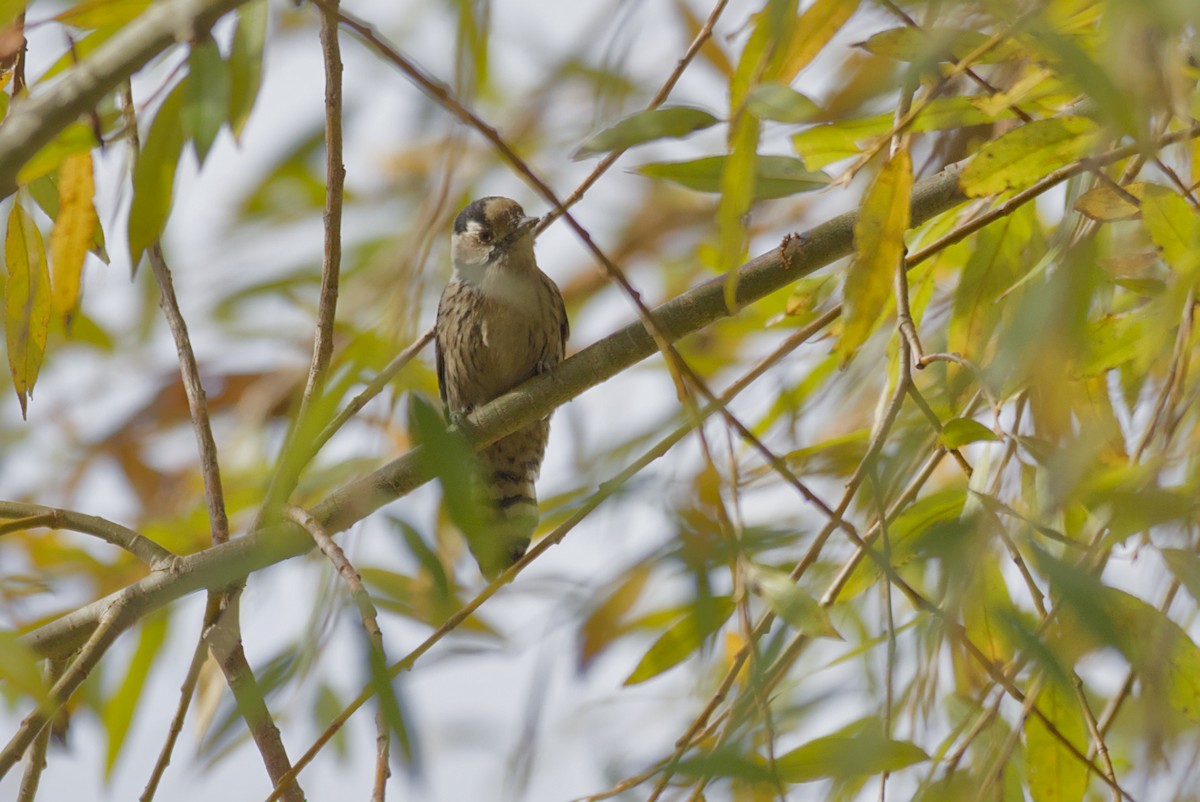 Lesser Spotted Woodpecker - ML646651521