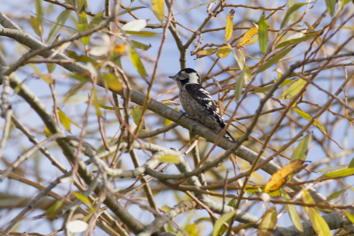 Lesser Spotted Woodpecker - ML646651522