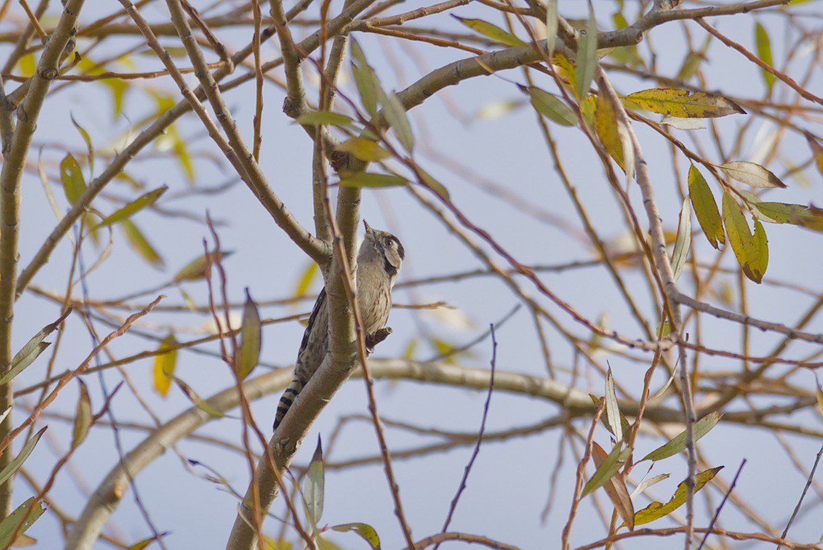 Lesser Spotted Woodpecker - ML646651523