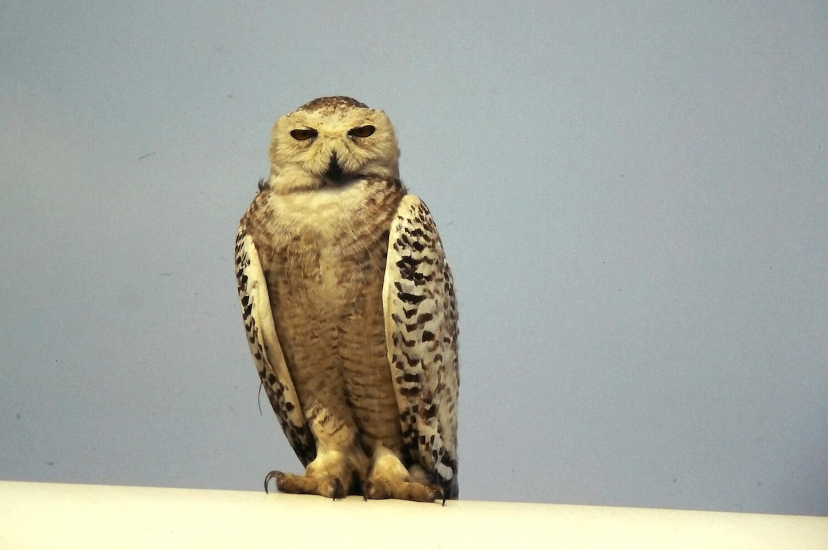 sovice sněžní - ML646651532