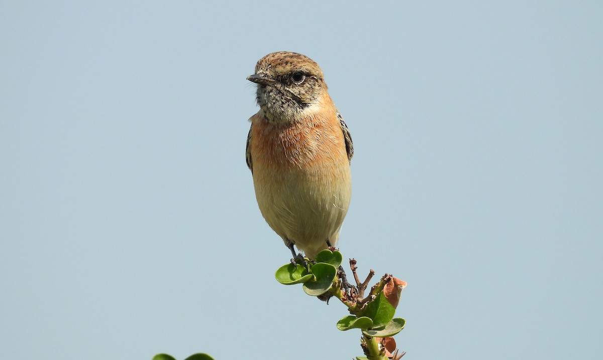 Siberian Stonechat - ML646651534