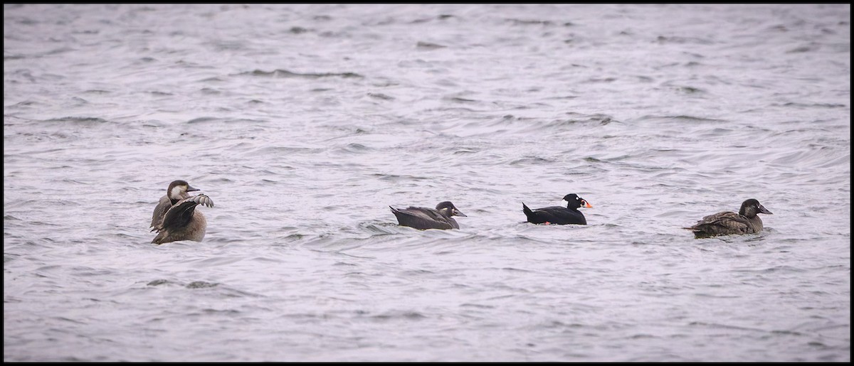 Black Scoter - ML646651535