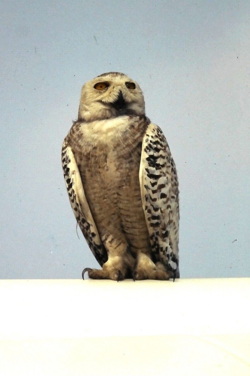 sovice sněžní - ML646651537