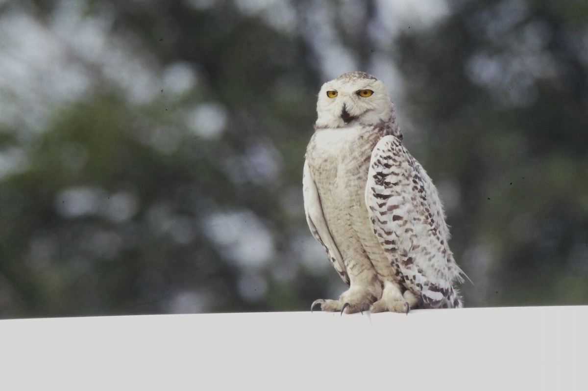 sovice sněžní - ML646651538