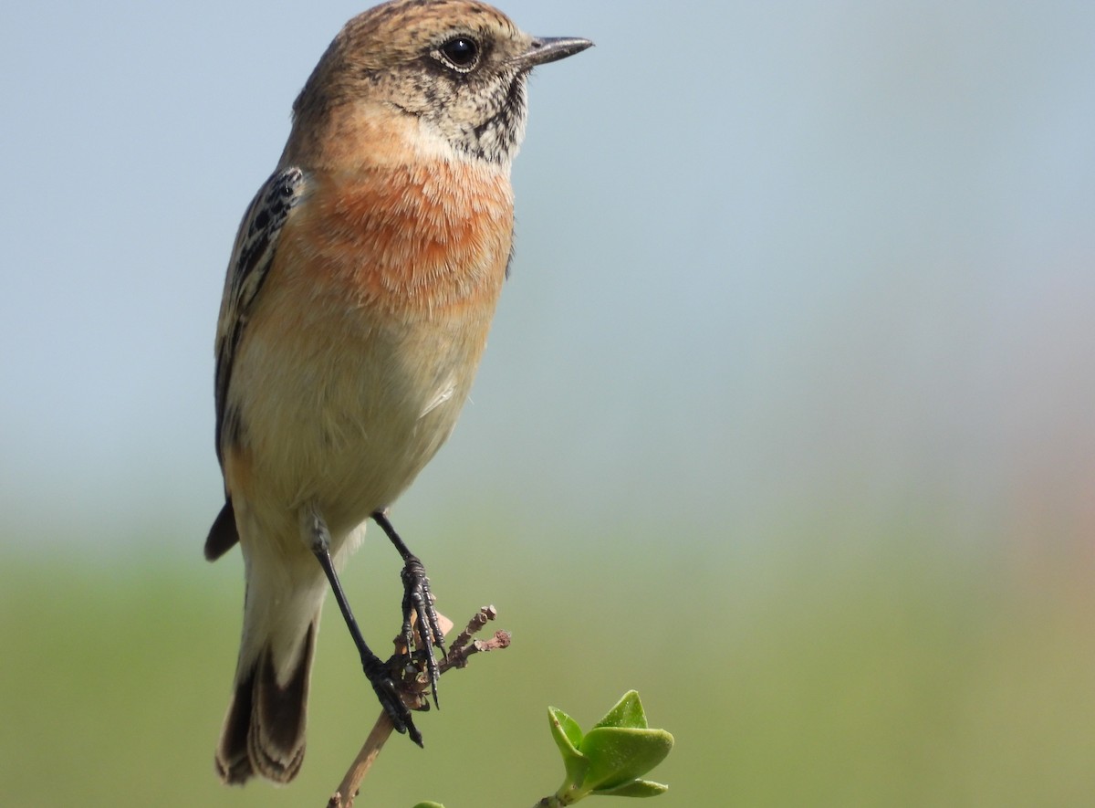 Siberian Stonechat - ML646651547