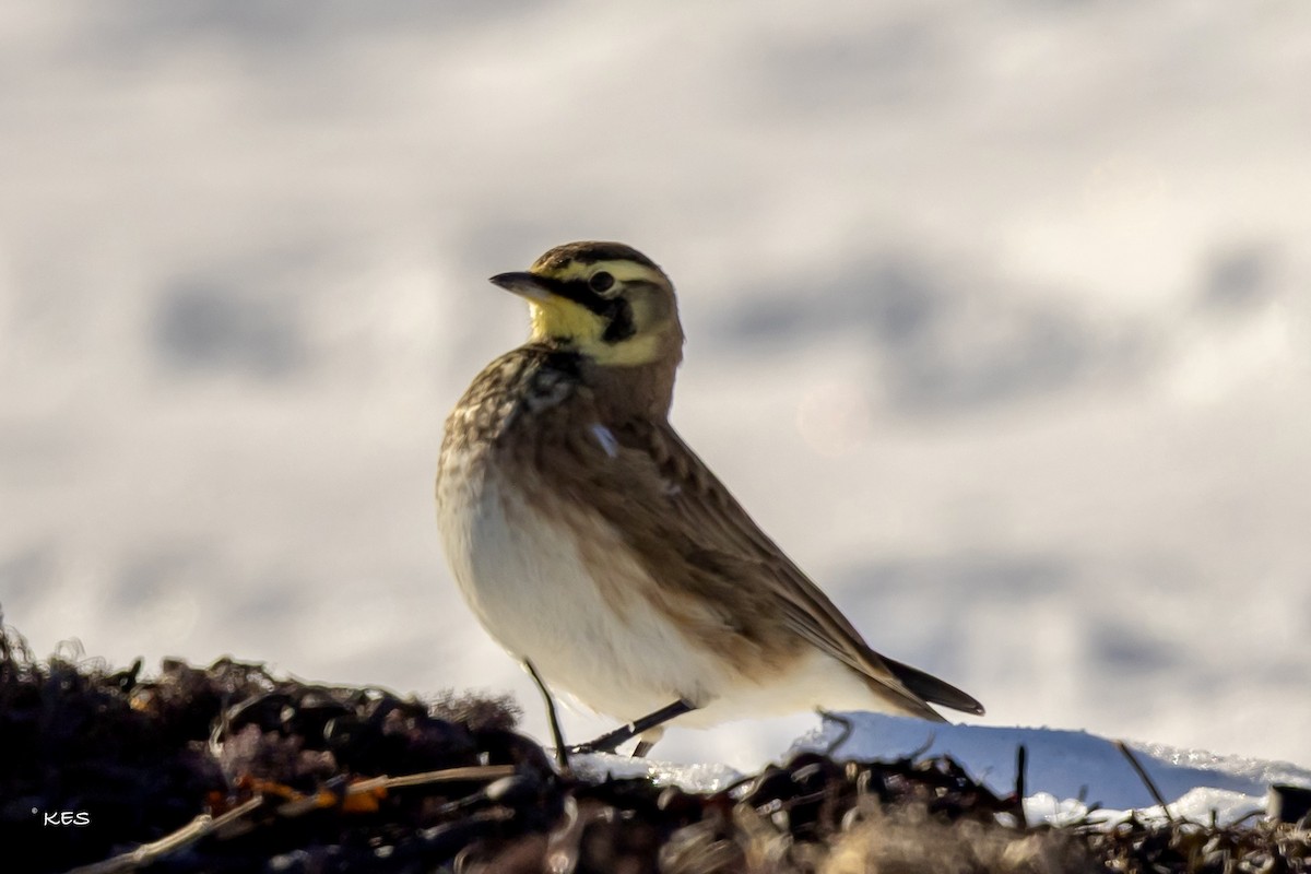 Allodola golagialla - ML646651548