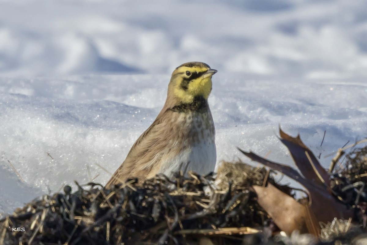 Allodola golagialla - ML646651549