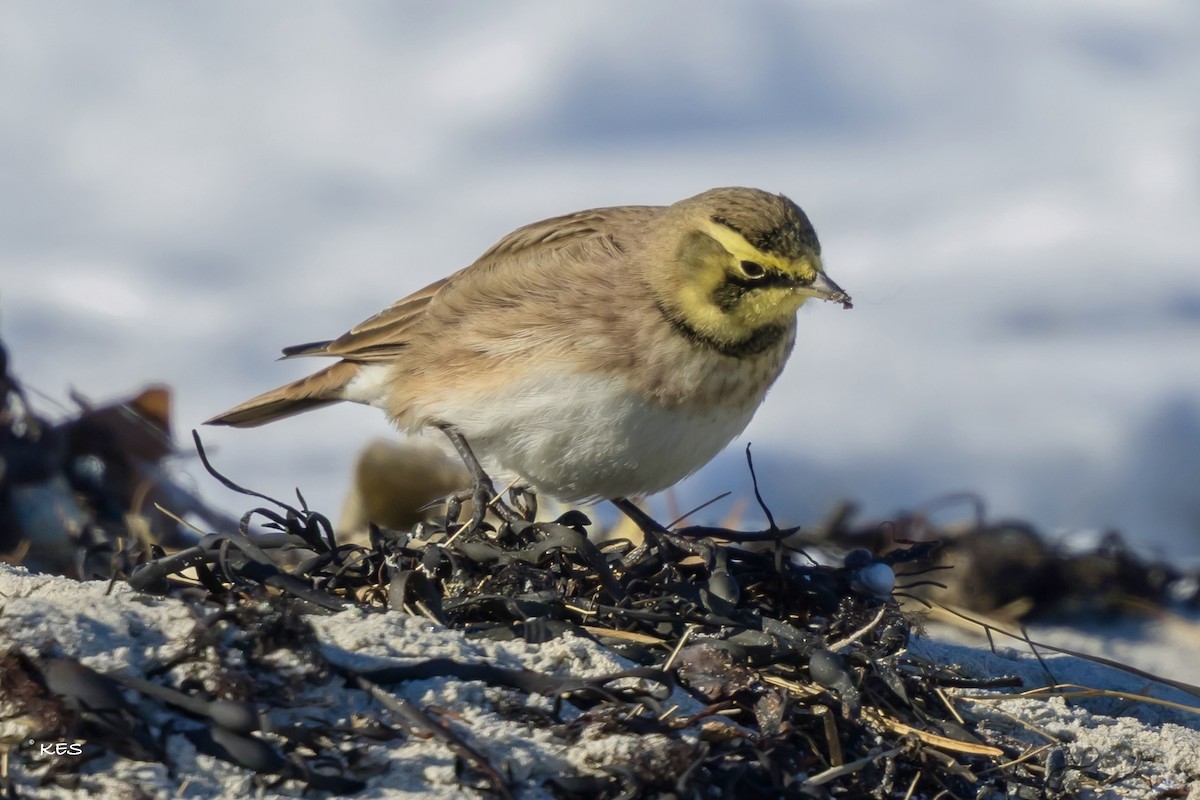 Allodola golagialla - ML646651550