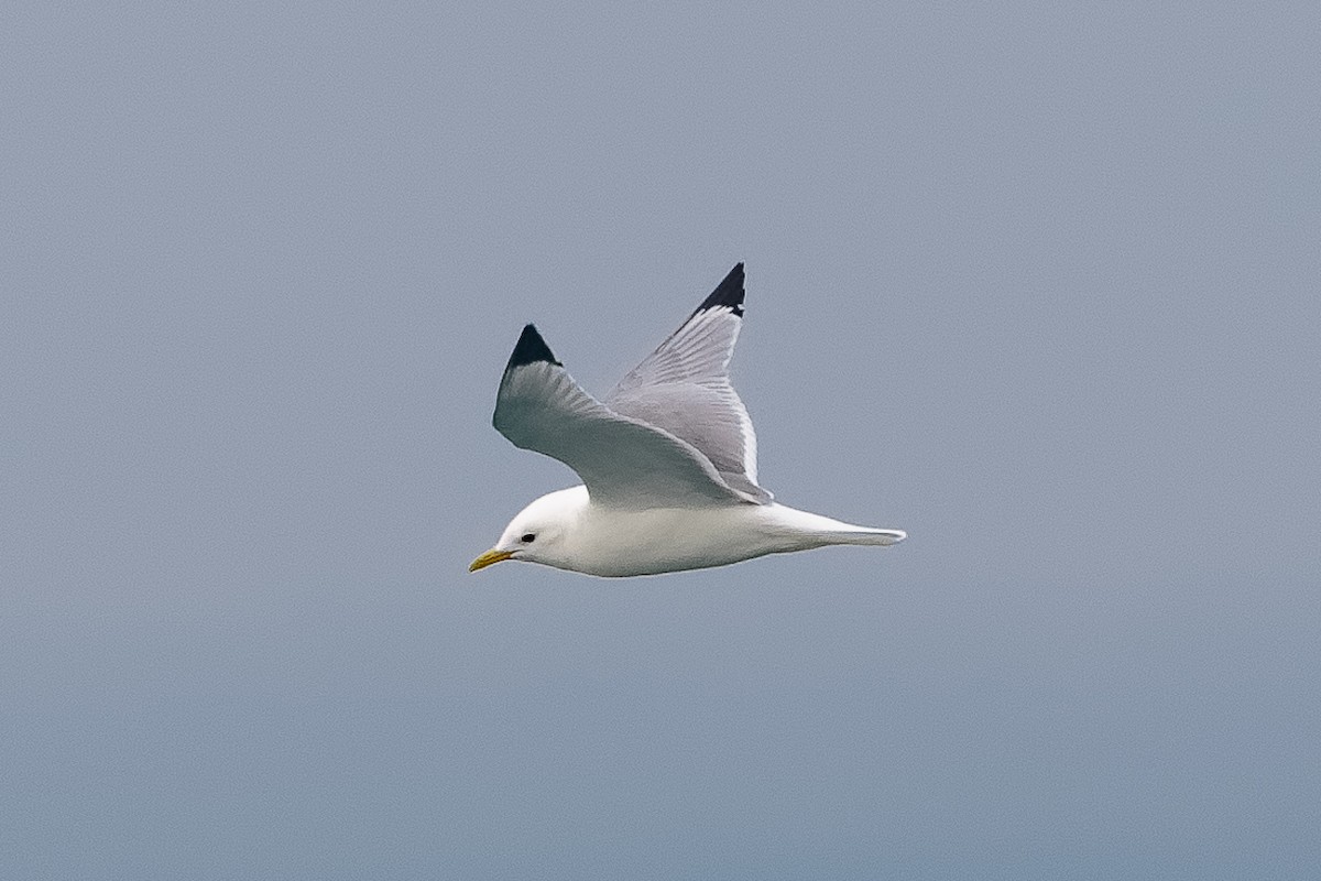 Gaviota Tridáctila - ML646651562