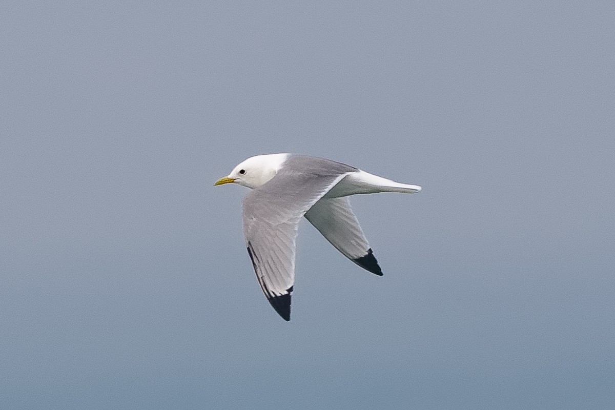 Gaviota Tridáctila - ML646651563