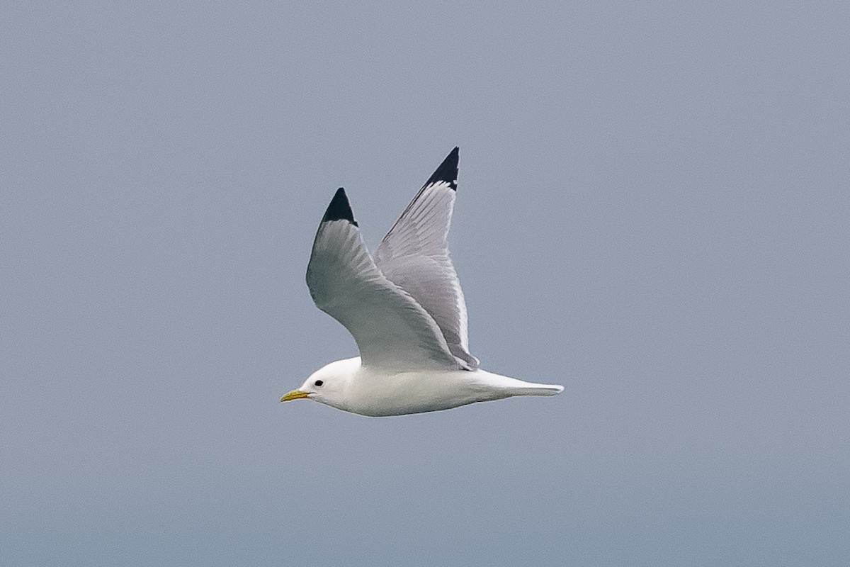 Gaviota Tridáctila - ML646651564