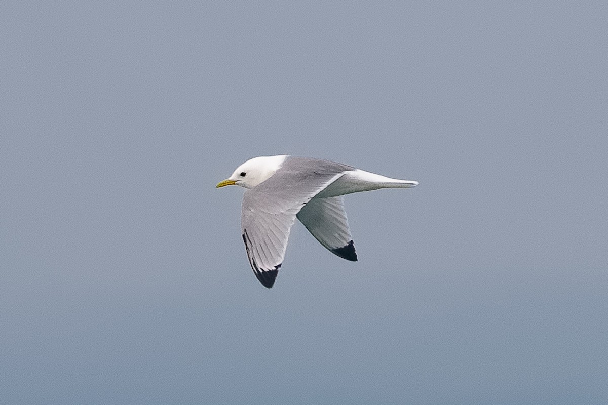 Gaviota Tridáctila - ML646651565