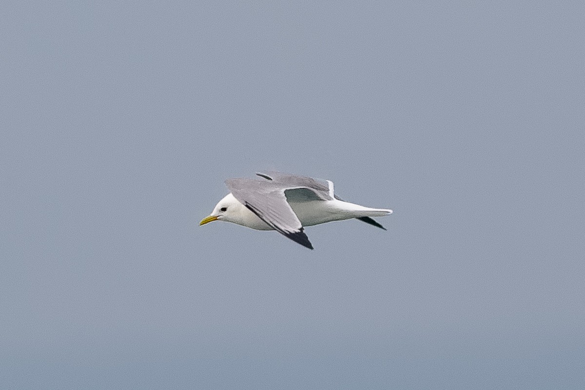 Gaviota Tridáctila - ML646651566