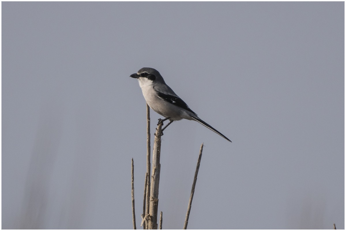 Iberian Gray Shrike - ML646651567