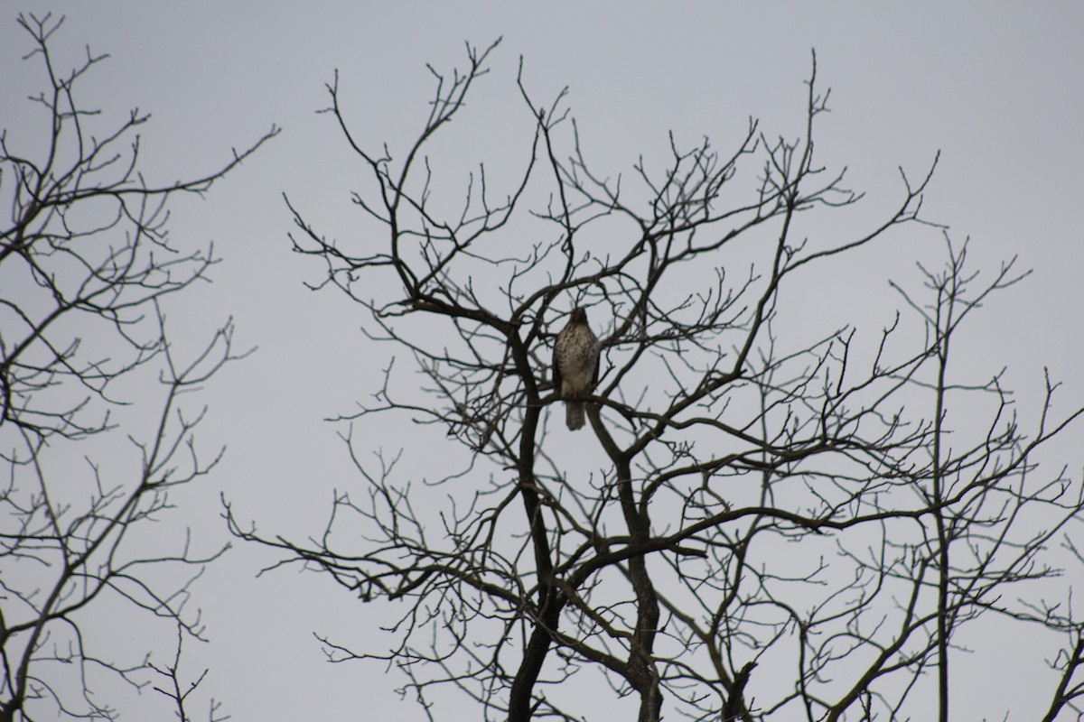 rødstjertvåk - ML646651568