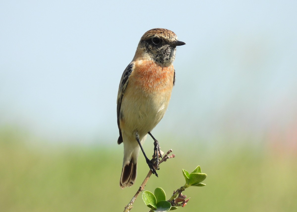 Siberian Stonechat - ML646651569
