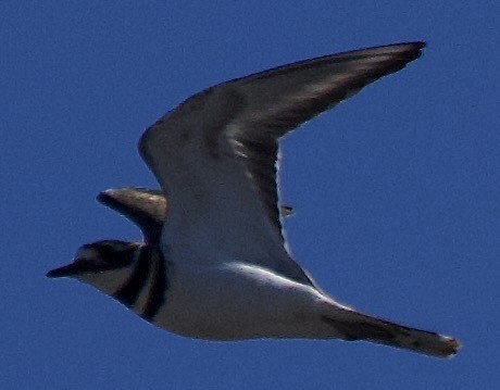 tobeltelo - ML646651570