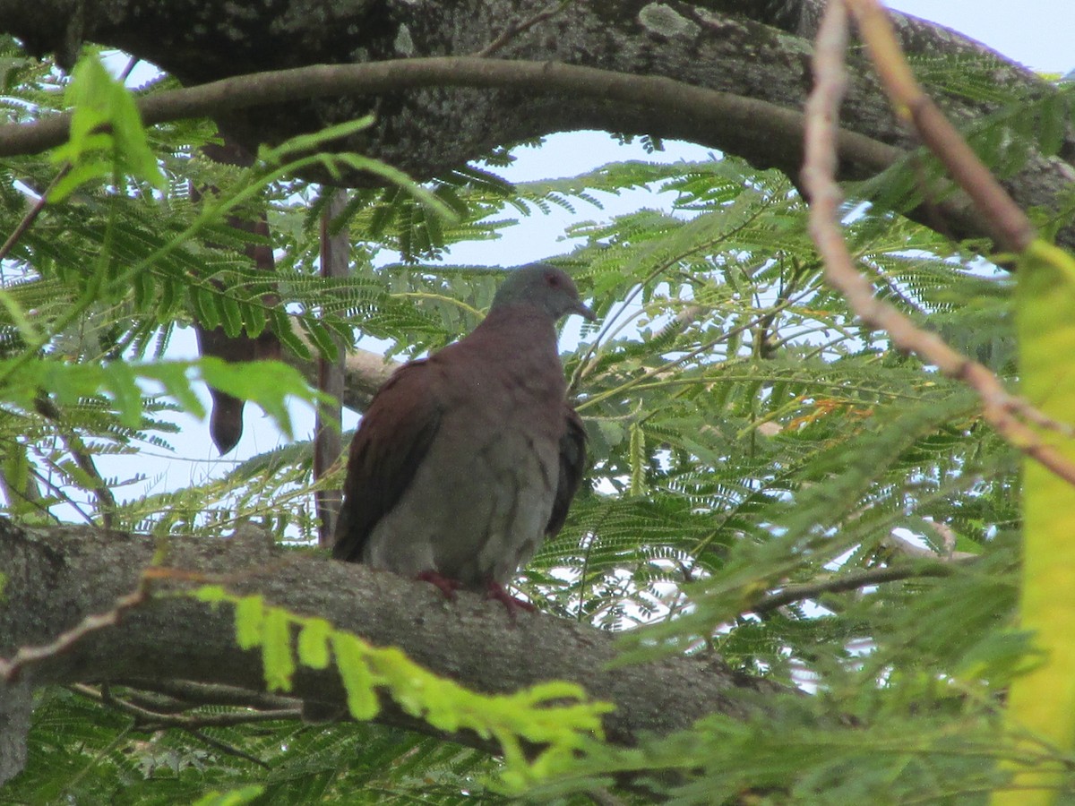 Pale-vented Pigeon - ML646651571