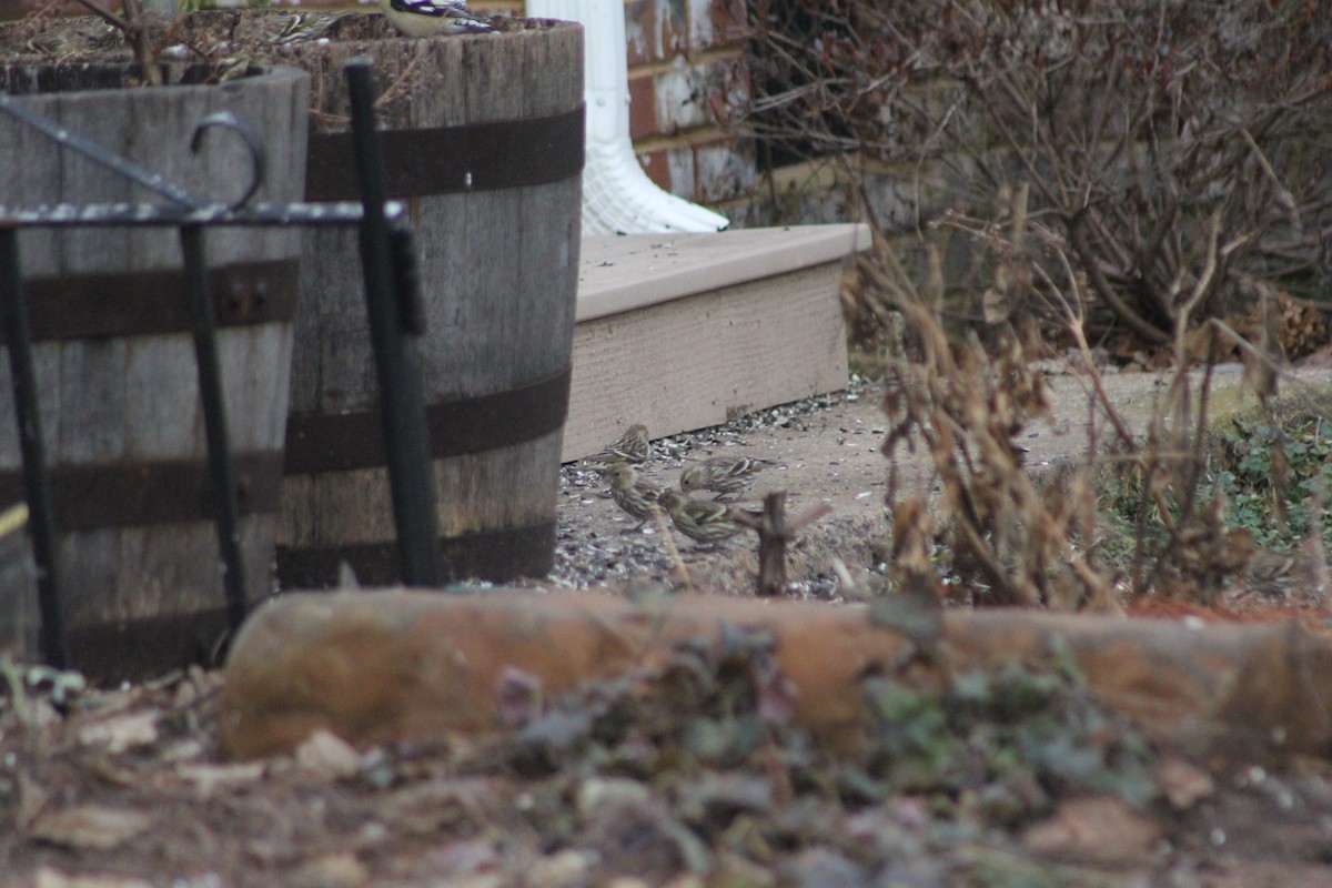 gulstillits - ML646651572