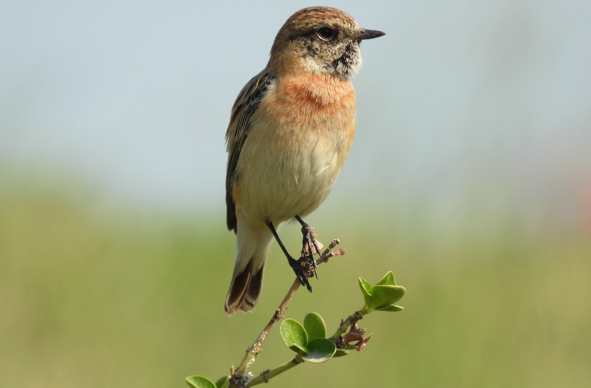 Siberian Stonechat - ML646651573
