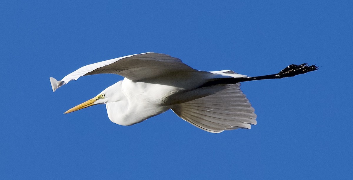 egretthegre - ML646651574