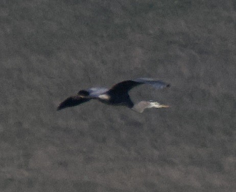 herodiashegre - ML646651575