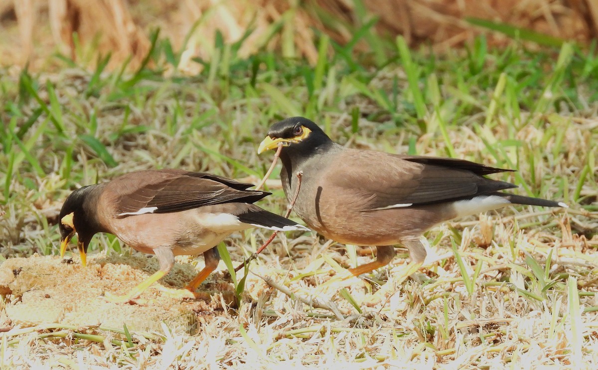 Тольт бор тодол - ML646651576