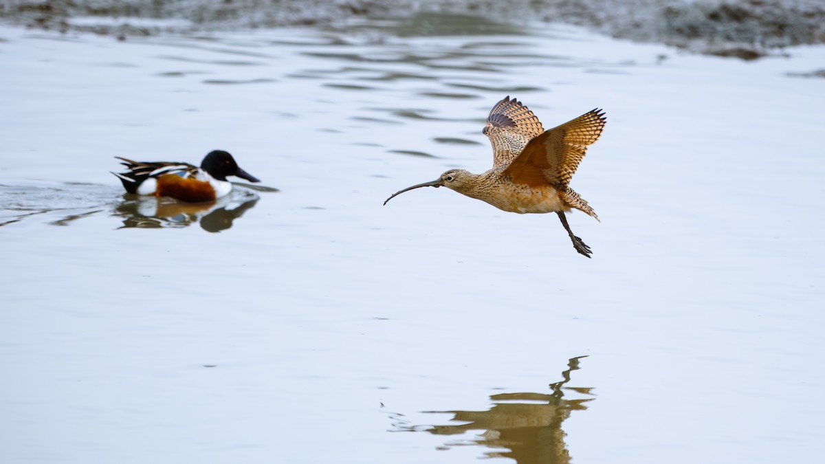 langnebbspove - ML646651580