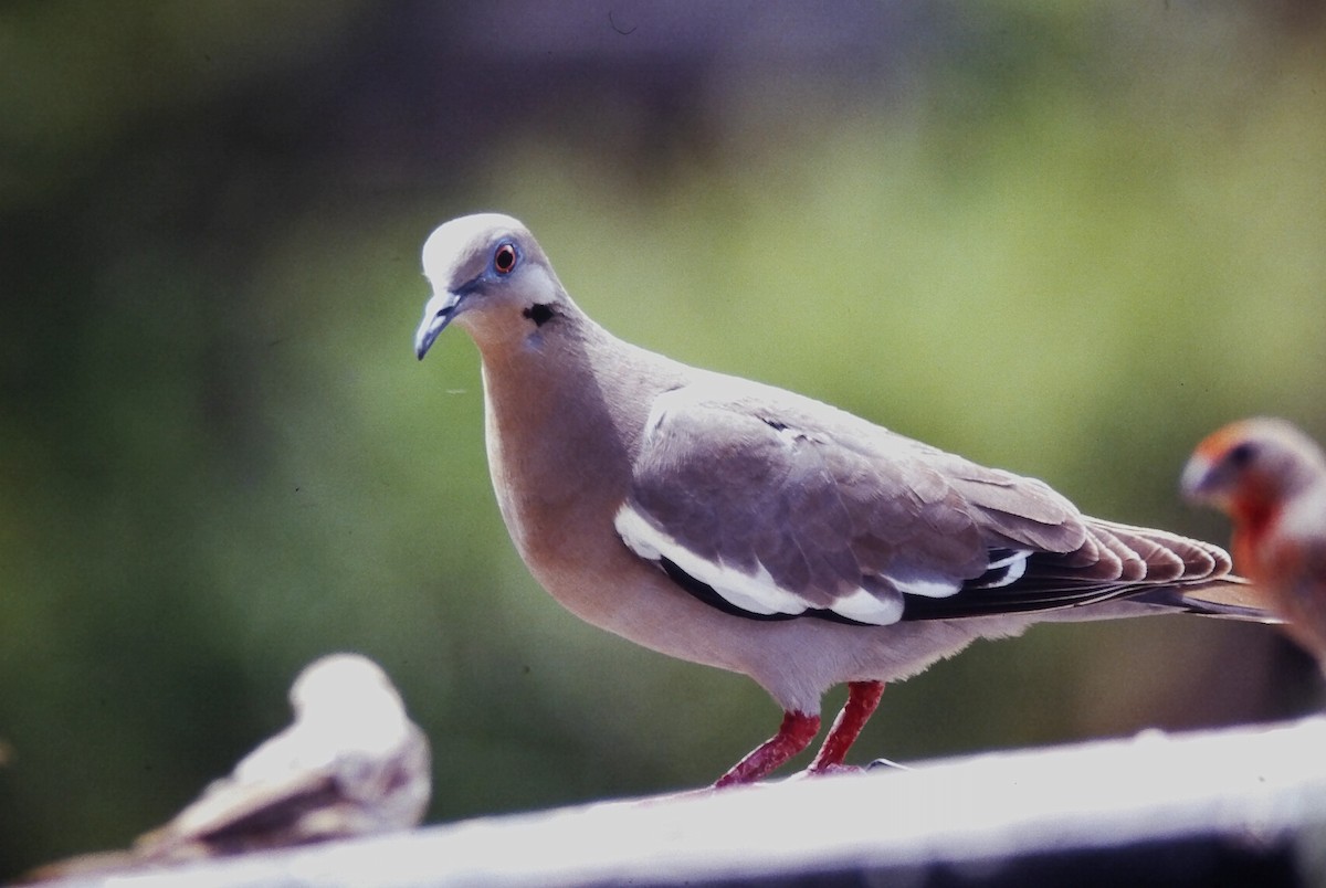 hvitvingedue - ML646651586