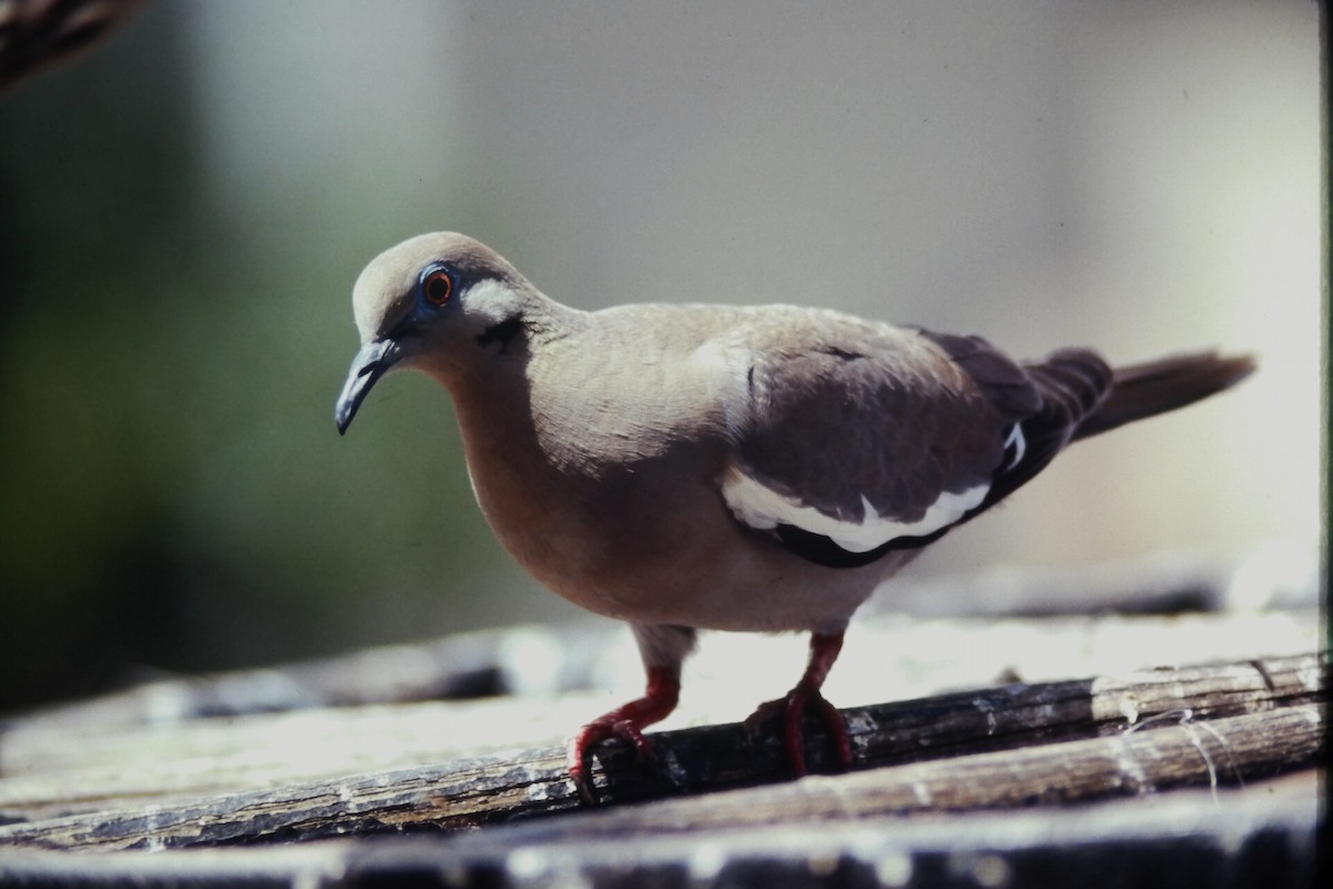 hvitvingedue - ML646651587